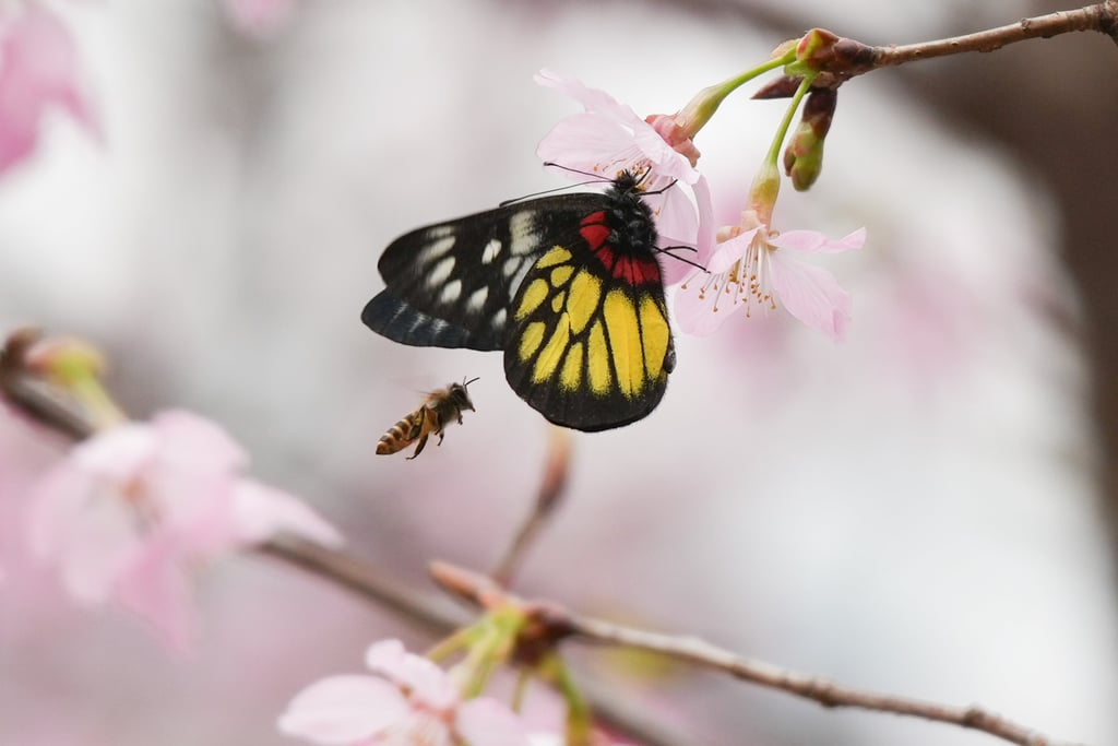Butterflies and bees drawn to flowers at the garden, which opened for the season on Saturday. Photo: Eugene Lee Butterflies and bees drawn to flowers at the garden, which opened for the season on Saturday. Photo: Eugene Lee