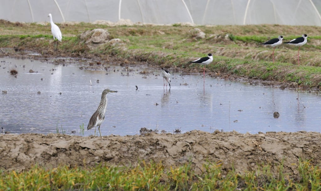Some environmental groups raised concerns about reclaiming fish ponds at San Tin, as the area had been a bird haven. Photo: Dickson Lee Some environmental groups raised concerns about reclaiming fish ponds at San Tin, as the area had been a bird haven. Photo: Dickson Lee