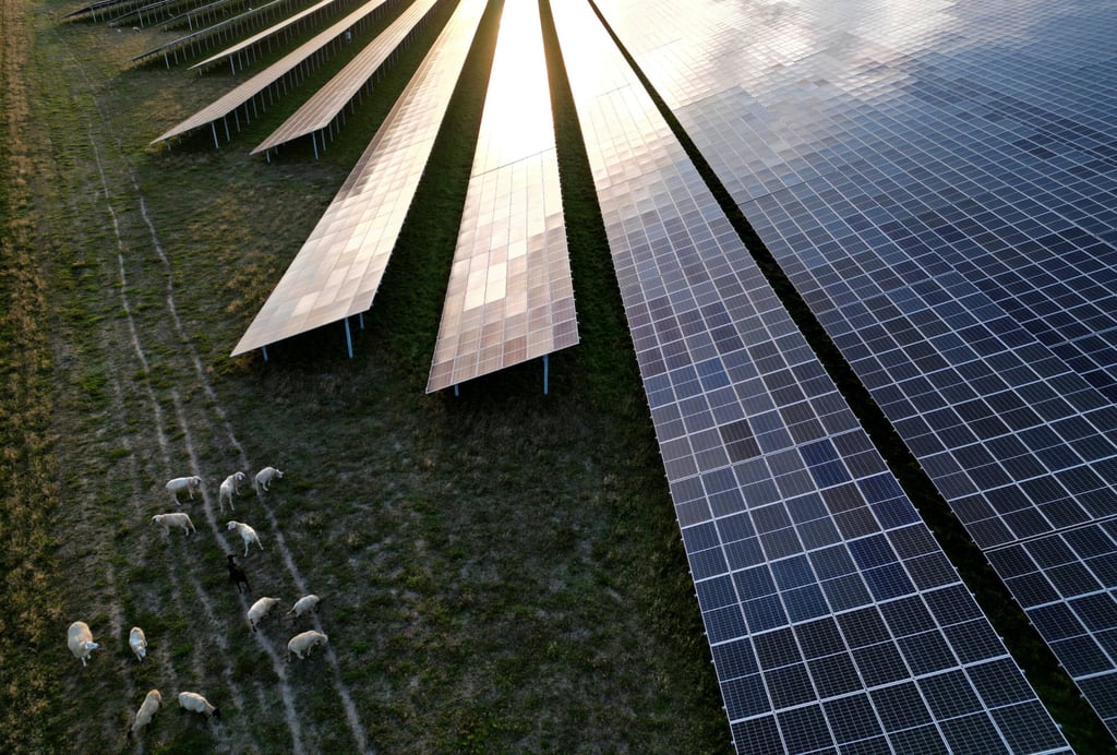 Sheep graze next to solar panels at Germany’s largest solar park, Weesow-Willmersdorf, in the town of Werneuchen last September. Nearly all the solar panels deployed in Europe are imported, mostly from China. Photo: Reuters