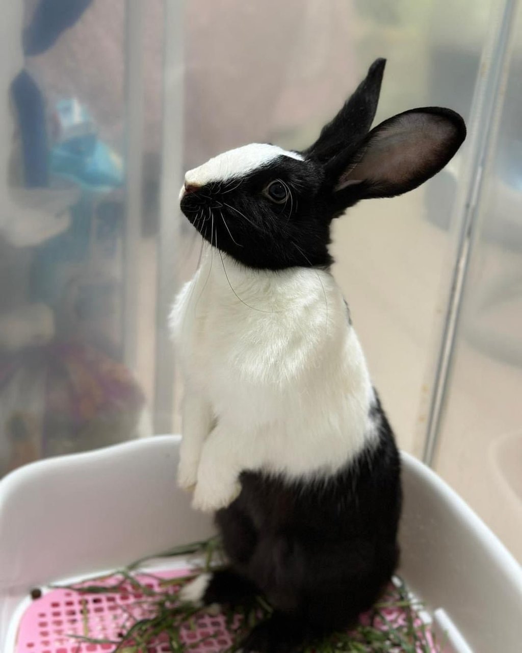 An abandoned rabbit waiting to be rehomed. Photo: Handout