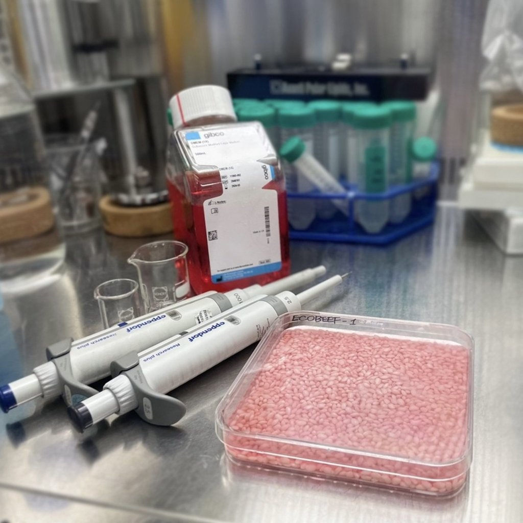 The meat-rice hybrid is an alternative protein source that has a much lower carbon footprint than normal beef. Photo: SCMPOST/Yonsei University The meat-rice hybrid is an alternative protein source that has a much lower carbon footprint than normal beef. Photo: SCMPOST/Yonsei University