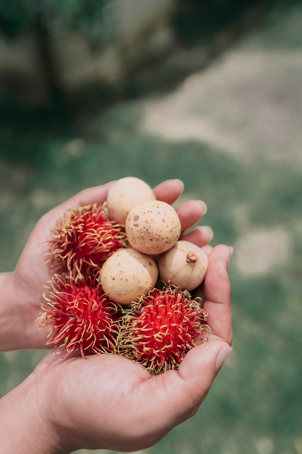 Phuket produces a large amount of rambutan, a red, spiky fruit