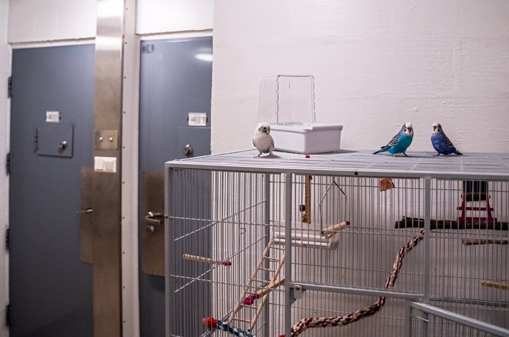A view on the hallway on the second floor, with a birdcage with three budgies, of Anders Behring Breivik’s cell in Ringerike prison in Tyristrand, Norway in December 2023. Photo: EPA-EFE A view on the hallway on the second floor, with a birdcage with three budgies, of Anders Behring Breivik’s cell in Ringerike prison in Tyristrand, Norway in December 2023. Photo: EPA-EFE