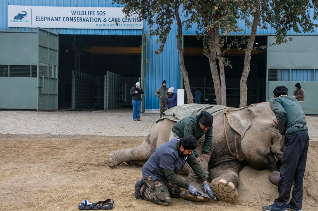 Tara gets a manicure. Photo: Siddharth Khandelwal Tara gets a manicure. Photo: Siddharth Khandelwal