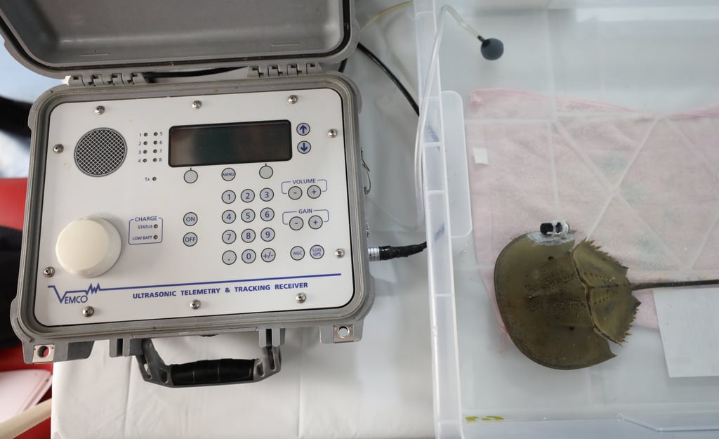 The research team release four electronically tagged horseshoe crabs of two types in Tung Chung Bay. Photo: Sun Yeung The research team release four electronically tagged horseshoe crabs of two types in Tung Chung Bay. Photo: Sun Yeung