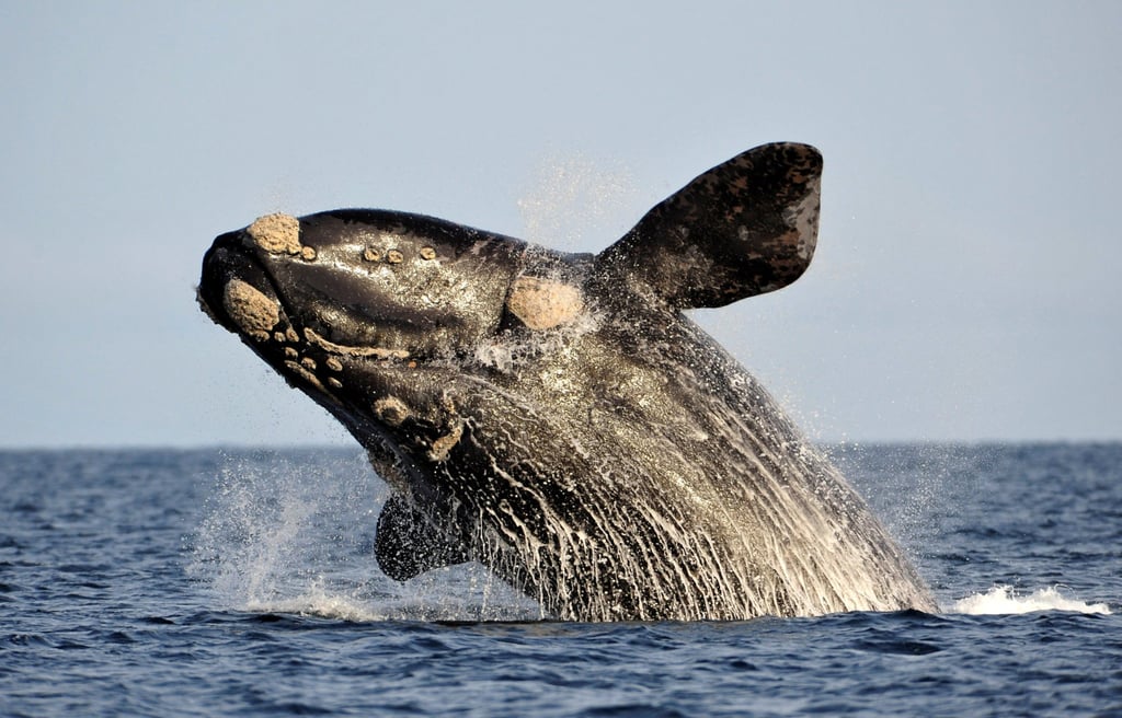A southern right whale jumps out of the water in the Atlantic Sea near Argentina’s Patagonian village of Puerto Piramides in June 2011. Photo: Reuters A southern right whale jumps out of the water in the Atlantic Sea near Argentina’s Patagonian village of Puerto Piramides in June 2011. Photo: Reuters