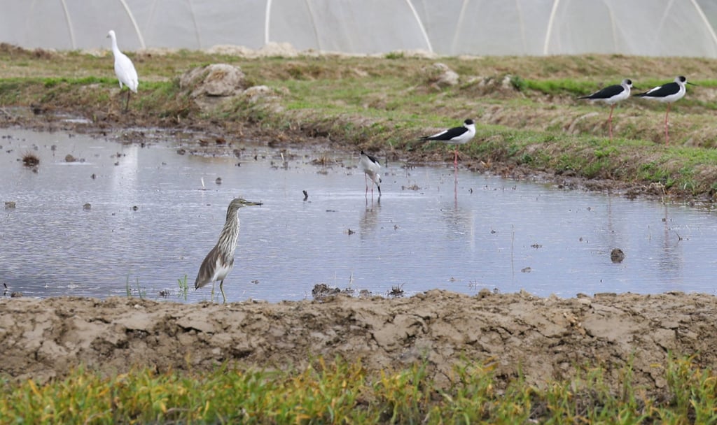 The Town Planning Board has discussed the land use draft plan of the project, which proposed changing the zoning of 247 hectares of land from the Wetland Conservation Area and Wetland Buffer Area for new uses. Photo: Dickson Lee