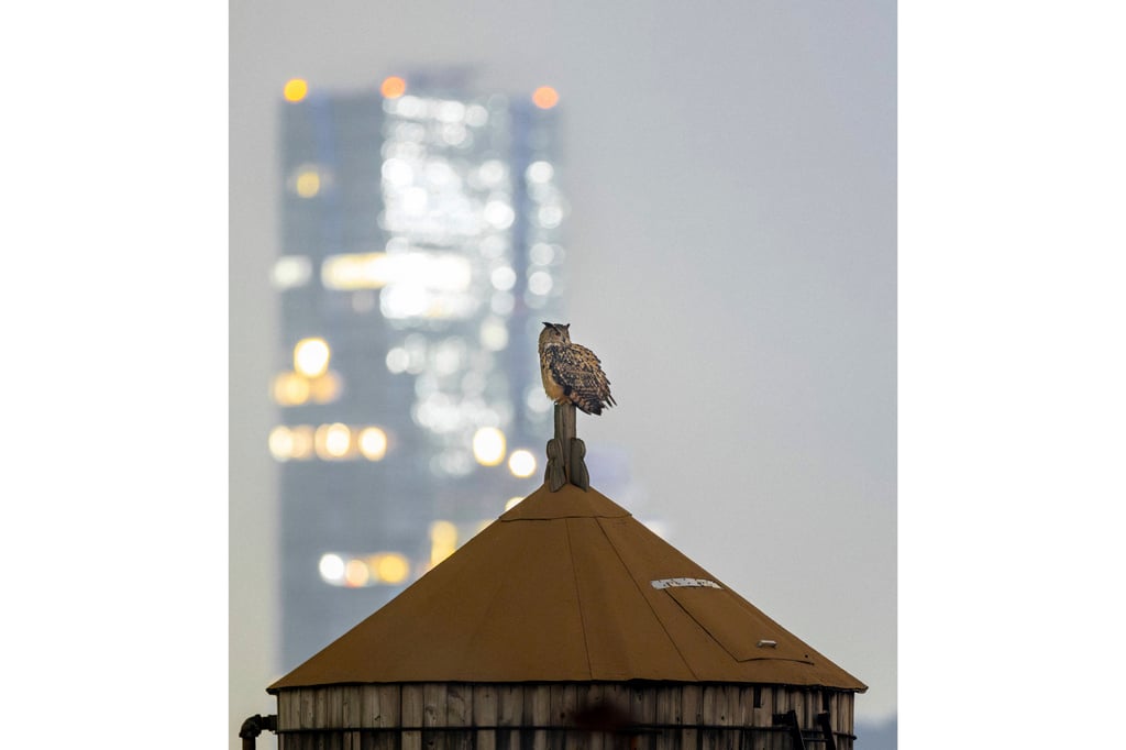 Flaco the owl finds a perch in New York in December. Photo: David Lei via AP Flaco the owl finds a perch in New York in December. Photo: David Lei via AP