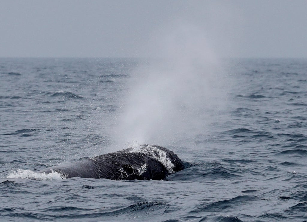 A sperm whale breathes in the sea near Rausu, Hokkaido, Japan, in 2019. Photo: Reuters A sperm whale breathes in the sea near Rausu, Hokkaido, Japan, in 2019. Photo: Reuters