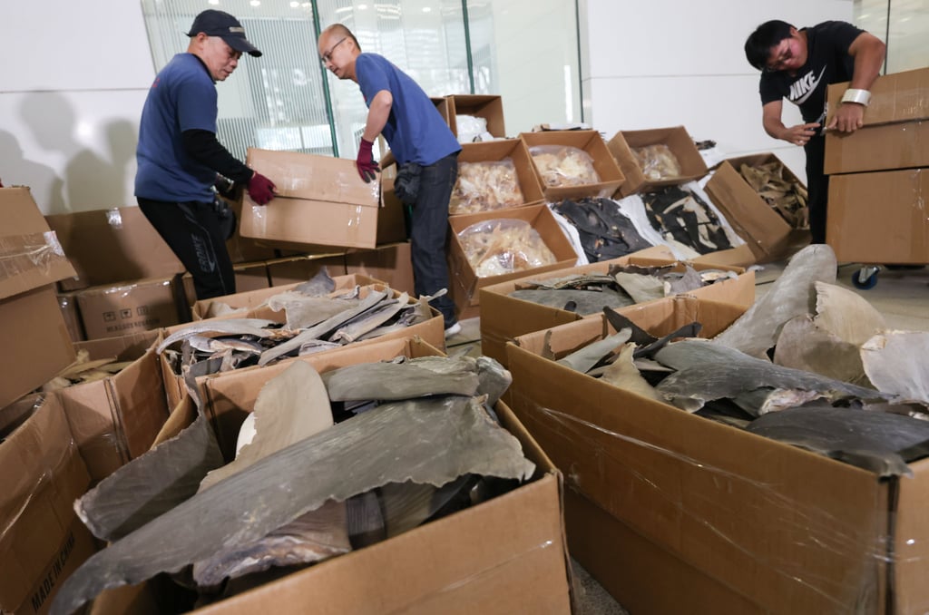 Part of the dried shark fin haul. Customs says the boxes were positioned at the far end of the container to avoid detection. Photo: Jelly Tse