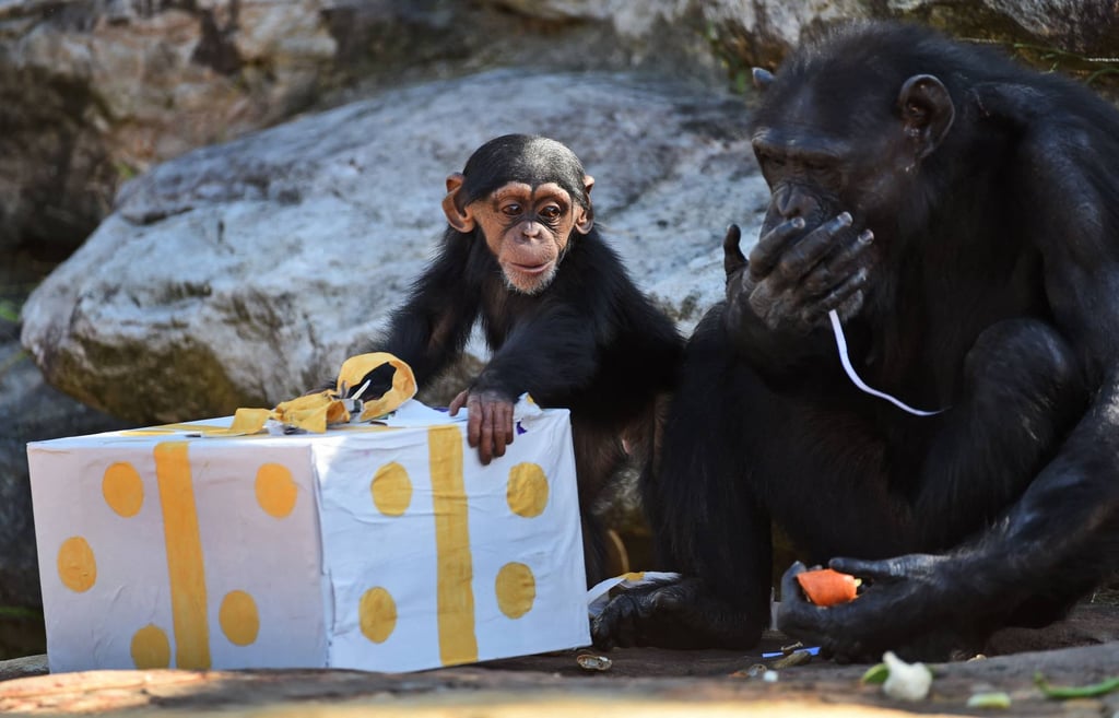 Baby chimpanzees love playing tricks and pranks. Photo: AFP