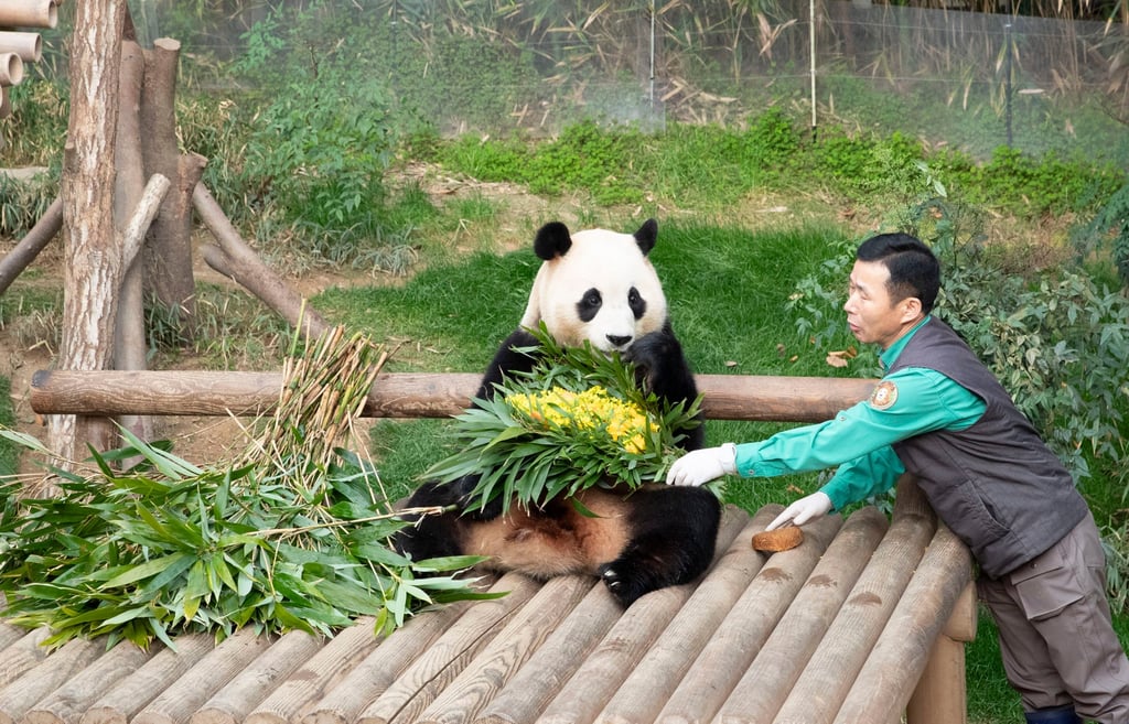 Giant panda Fu Bao eats food prepared by her keeper at Everland theme park in Yongin. She will be taken to China in April. Photo: Xinhua Giant panda Fu Bao eats food prepared by her keeper at Everland theme park in Yongin. She will be taken to China in April. Photo: Xinhua