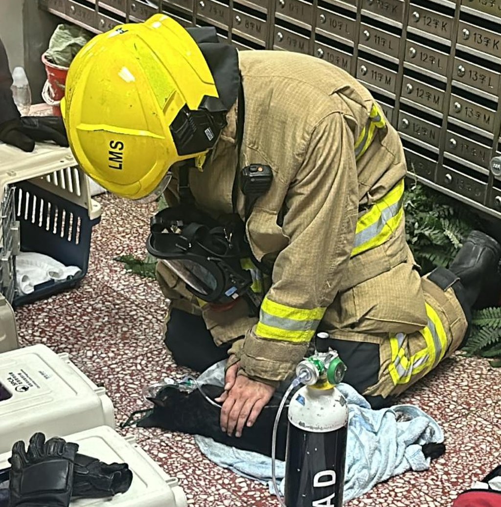 Seven cats were rescued, a Fire Services Department spokesman said. Photo: Facebook/hkanimalpost Seven cats were rescued, a Fire Services Department spokesman said. Photo: Facebook/hkanimalpost