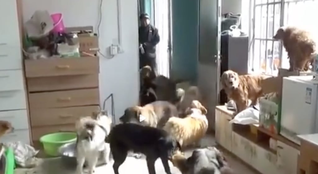 Dong Shuzhen gave up her clothing business to devote her life to saving stray cats and dogs. Photo: Weibo Dong Shuzhen gave up her clothing business to devote her life to saving stray cats and dogs. Photo: Weibo