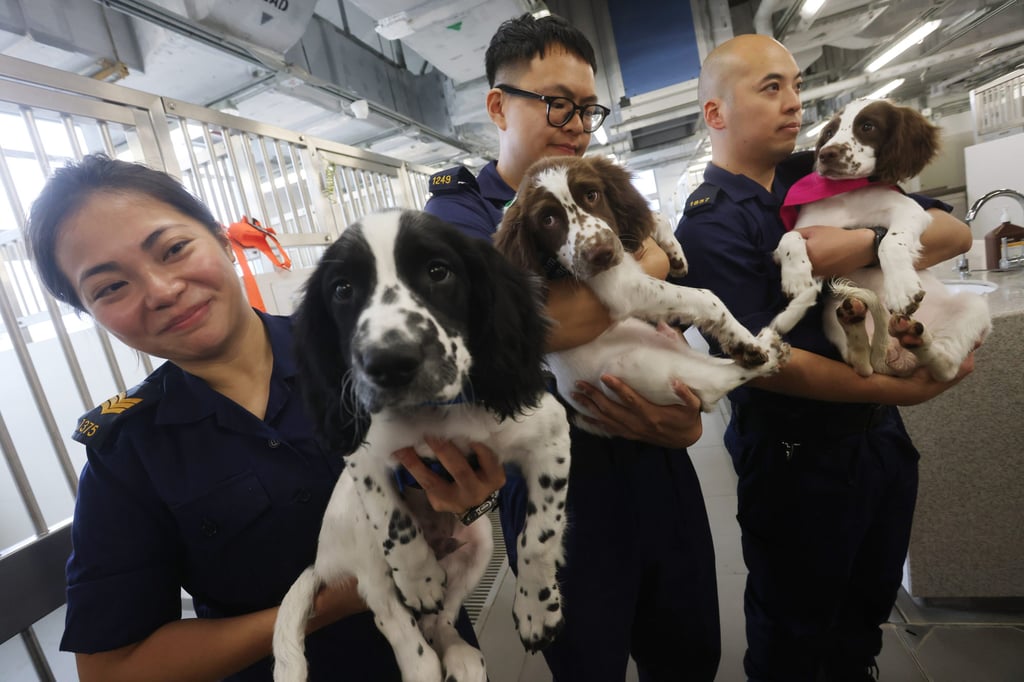 Springer Spaniel puppies at the Customs detector dog kennels. Twenty-seven pairs of dog handlers have been trained so far. Photo: Jonathan Wong Springer Spaniel puppies at the Customs detector dog kennels. Twenty-seven pairs of dog handlers have been trained so far. Photo: Jonathan Wong