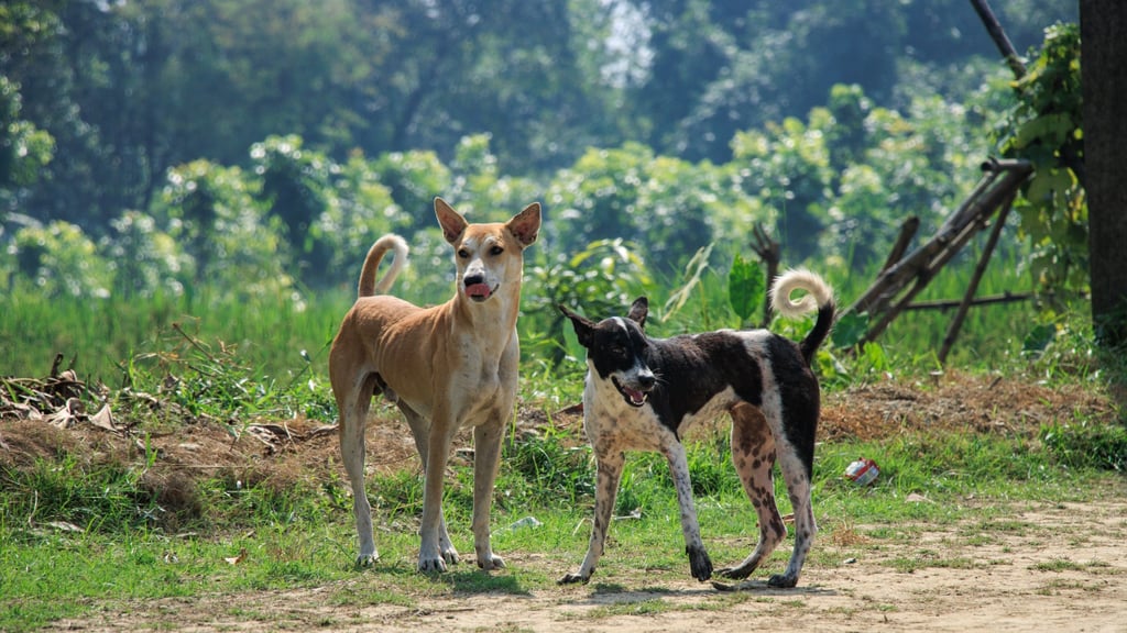 Placing microchips under dogs’ skin outside of a sterile operating room environment could be disastrous, campaigners warn, but some vets say it’s no more complicated than an injection. Photo: Shutterstock Placing microchips under dogs’ skin outside of a sterile operating room environment could be disastrous, campaigners warn, but some vets say it’s no more complicated than an injection. Photo: Shutterstock