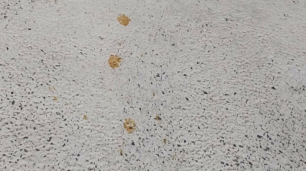 A trail of yellow animal paw prints across the car park of Nomura Plating factory in Hiroshima, Japan. Photo: newsdig.tbs.co.jp A trail of yellow animal paw prints across the car park of Nomura Plating factory in Hiroshima, Japan. Photo: newsdig.tbs.co.jp
