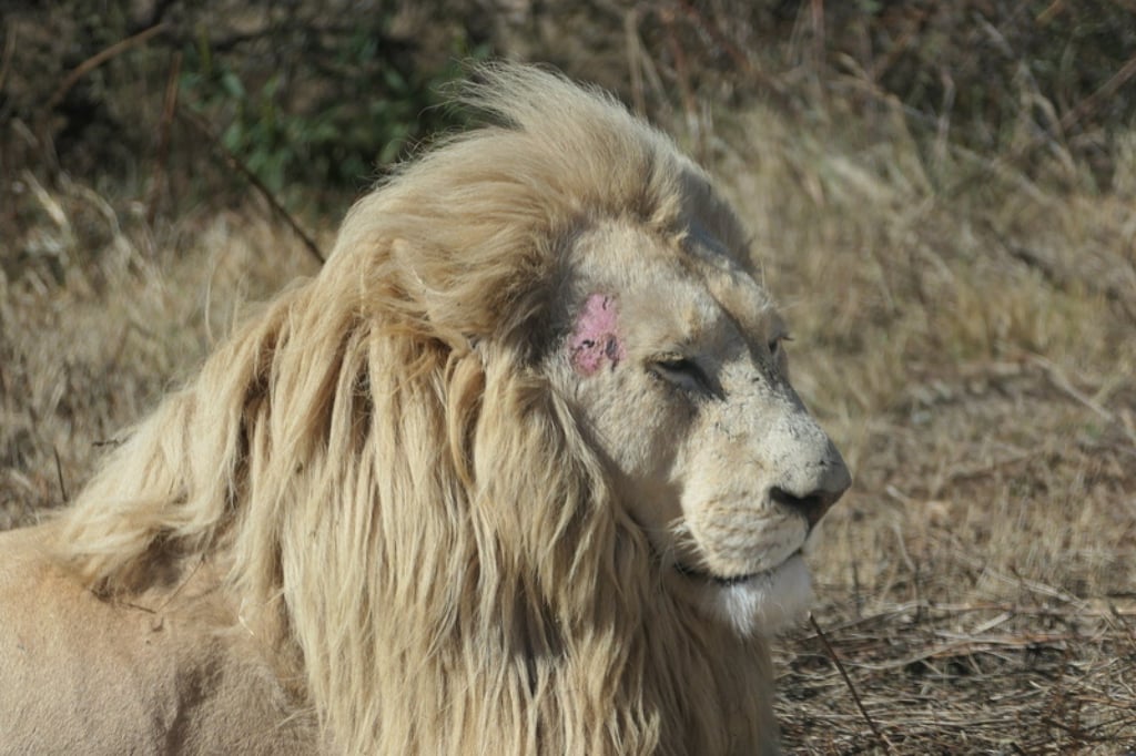 An adult male white lion with a skin lesion kept at a safari enclosure. In South Africa, around 8,000 lions are being bred at 366 facilities for purposes such as tourist entertainment – including interactive petting experiences – and trophy hunting. Photo: World Animal Protection/Roberto Vieto