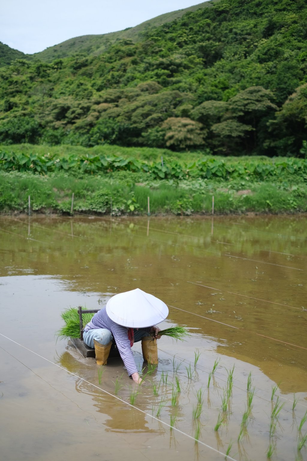 A farmer plants rice in a paddy field at Yi O farm on Lantau Island, Hong Kong. Photo: courtesy of Cafe Bau A farmer plants rice in a paddy field at Yi O farm on Lantau Island, Hong Kong. Photo: courtesy of Cafe Bau