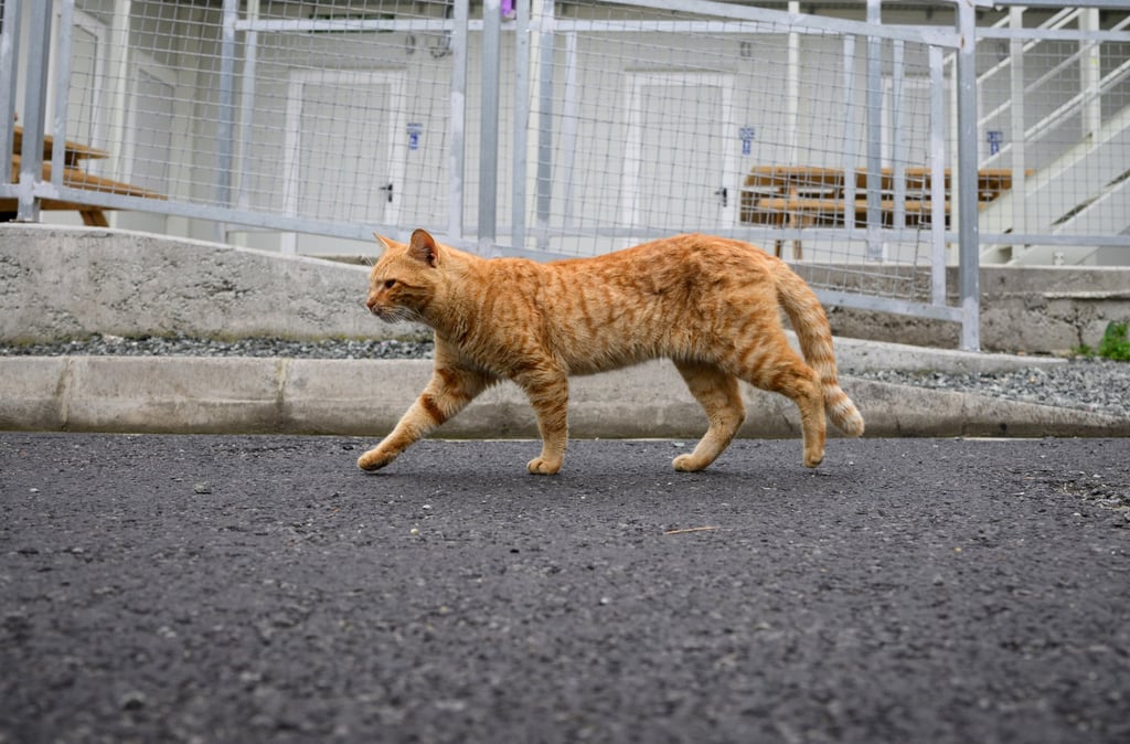 An Istanbul court sentenced a man to two-and-a-half years in prison for deliberately killing a cat: Photo:dpa/file An Istanbul court sentenced a man to two-and-a-half years in prison for deliberately killing a cat: Photo:dpa/file