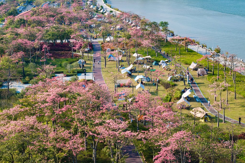 The Flower Sea Corridor in Hengqin is adorned with blooming silk floss trees. Photo: Liu Guangyong The Flower Sea Corridor in Hengqin is adorned with blooming silk floss trees. Photo: Liu Guangyong