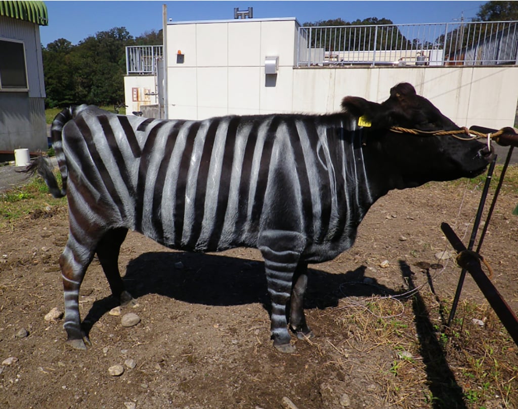 A black-and-white striped cow. Photo: Kojima et al A black-and-white striped cow. Photo: Kojima et al