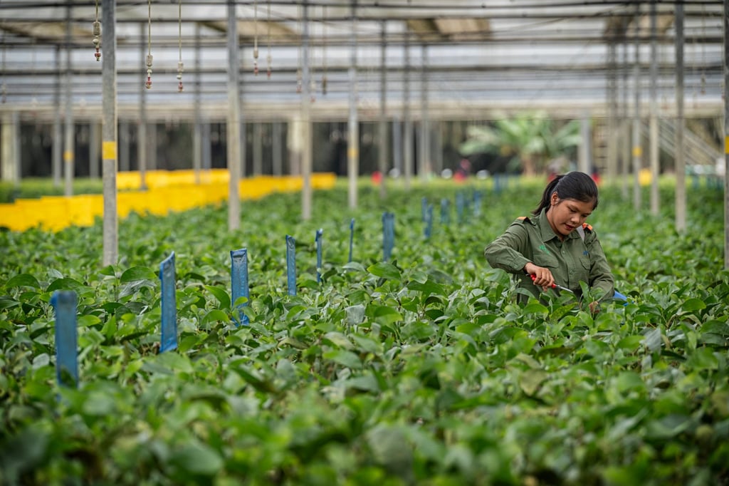 APRIL nurseries feed its plantations with new trees and also help support extensive restoration work by growing local species to plant in degraded forest areas.