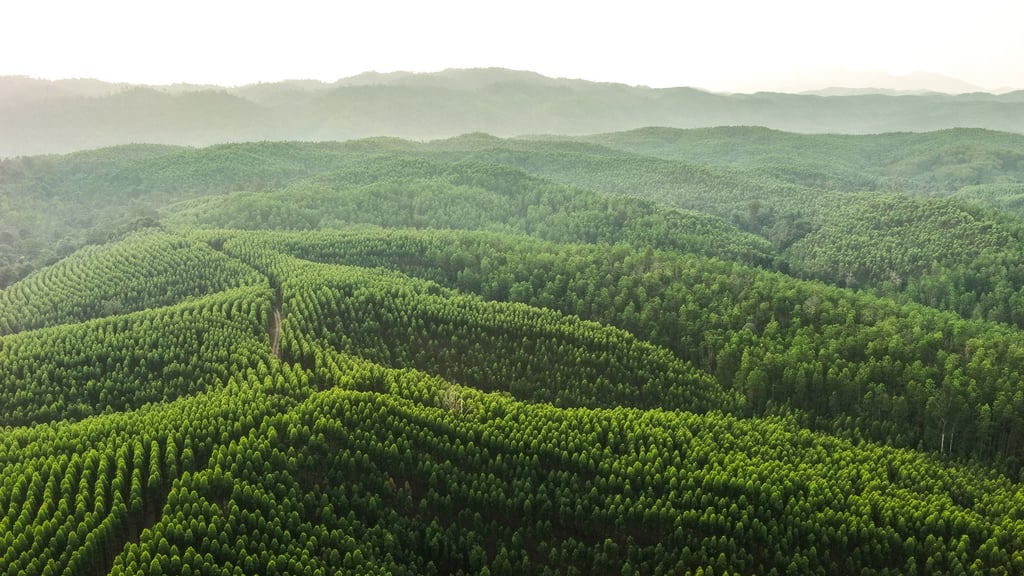 APRIL uses effective plantation management to protect high conservation value forests and supports local economic development while planting millions of trees annually and harvesting the yield sustainably.