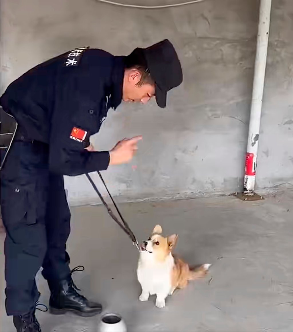 As well as being great for navigating small spaces, little Fuzai is also very obedient. Photo: Baidu As well as being great for navigating small spaces, little Fuzai is also very obedient. Photo: Baidu