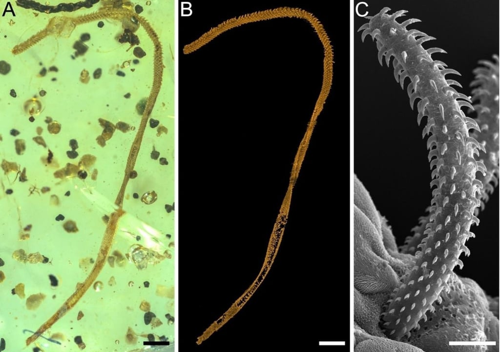 From left, a microscopic image of the fossil tapeworm; a micro-CT image of the same fragment, and an electron microscopy image of an extant trypanorhynch tapeworm. Image: NIGPAS From left, a microscopic image of the fossil tapeworm; a micro-CT image of the same fragment, and an electron microscopy image of an extant trypanorhynch tapeworm. Image: NIGPAS