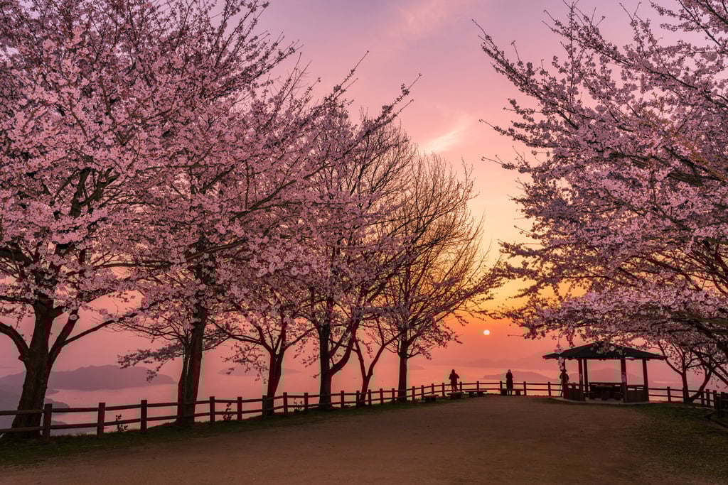 Mount Shiude, on the Japanese island of Shikoku, is a well-known cheery blossom-viewing spot. Photo: Shutterstock