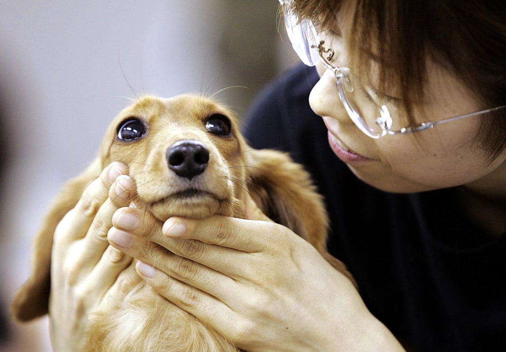 The study found cats were the most common culprit behind pet-related fires but dogs caused a fair number of the blazes as well. Photo: AFP The study found cats were the most common culprit behind pet-related fires but dogs caused a fair number of the blazes as well. Photo: AFP