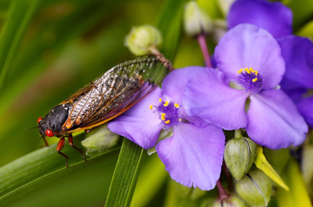 A cicada clings to a flower. The insects’ exceptionally strong urine flows put humans and elephants to shame. Photo: Reuters A cicada clings to a flower. The insects’ exceptionally strong urine flows put humans and elephants to shame. Photo: Reuters