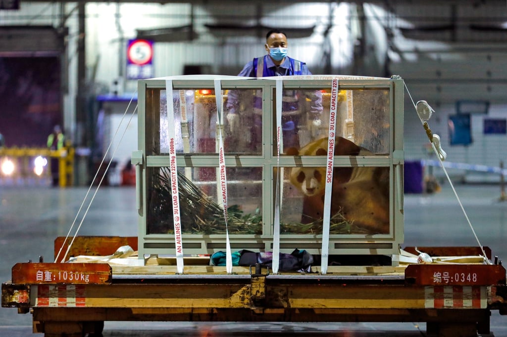 Fu Bao arrives at the Chengdu Shuangliu International Airport in Sichuan on Wednesday. Photo: EPA-EFE Fu Bao arrives at the Chengdu Shuangliu International Airport in Sichuan on Wednesday. Photo: EPA-EFE