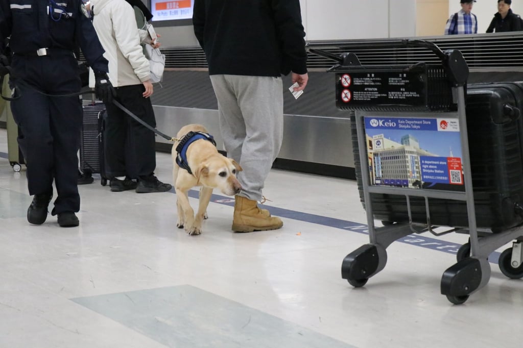 Japan’s “super” sniffer dog Melba on the job in Tokyo. Photo: Japan Customs Japan’s “super” sniffer dog Melba on the job in Tokyo. Photo: Japan Customs