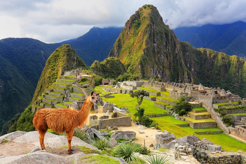 Hang out with llamas in Machu Picchu! Photo: Shutterstock Hang out with llamas in Machu Picchu! Photo: Shutterstock