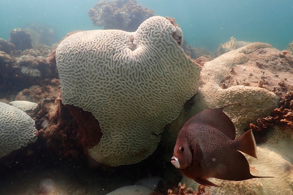 Coral showing signs of bleaching at Cheeca Rocks off the coast of Islamorada, Florida. Photo: NOAA via AP