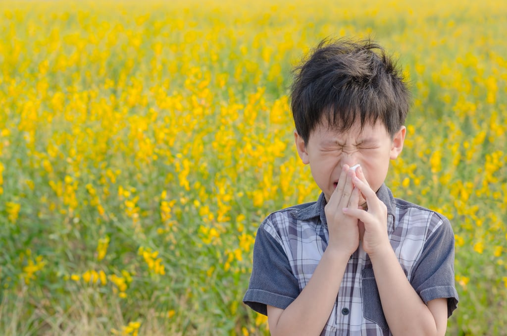 An allergy occurs when the body’s immune system perceives a substance, like pollen, as harmful and overreacts to it. Photo: Shutterstock An allergy occurs when the body’s immune system perceives a substance, like pollen, as harmful and overreacts to it. Photo: Shutterstock