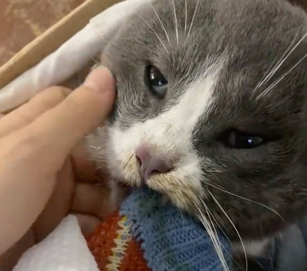 Heartbreaking: the student’s dying cat waited for her to come home before passing away in her loving owner’s arms. Photo: Douyin