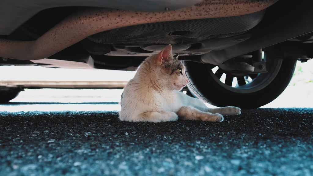 The man went on a cat-killing spree between December 2022 and September 2023 due to a deep hatred of the animal after other cats scratched his car. Photo: Shutterstock