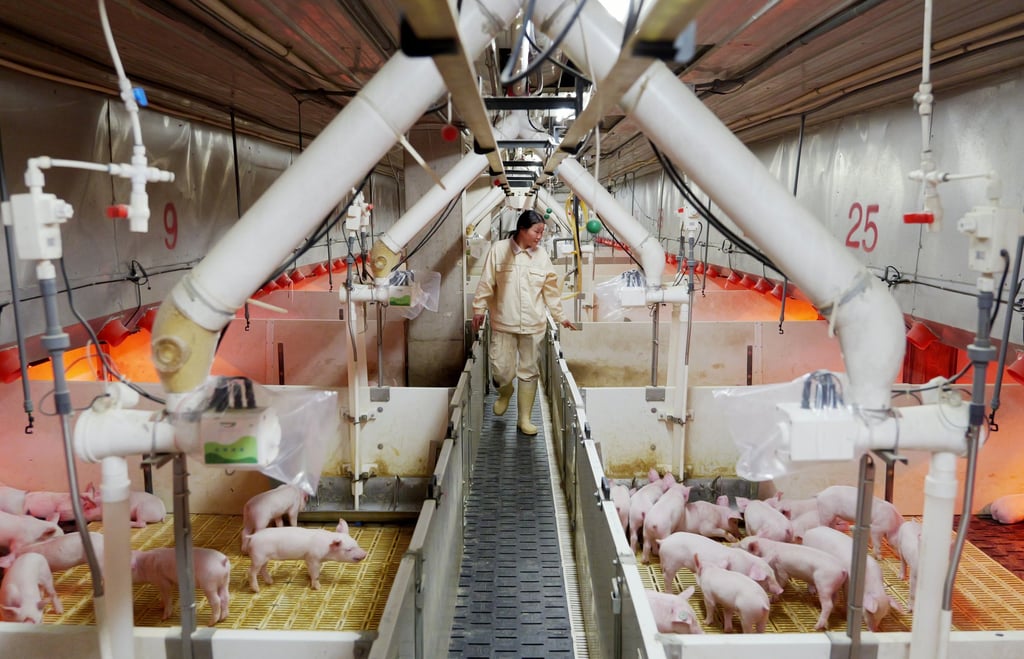 Staff members check the growth of piglets at the Neixiang Muyuan Meat Industry Complex in Nanyang City, Henan Province, on March 21, 2024. Photo: Xinhua Staff members check the growth of piglets at the Neixiang Muyuan Meat Industry Complex in Nanyang City, Henan Province, on March 21, 2024. Photo: Xinhua