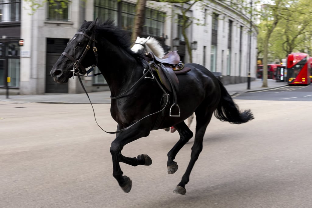 Two horses are seen running through the streets of London. Photo: dpa