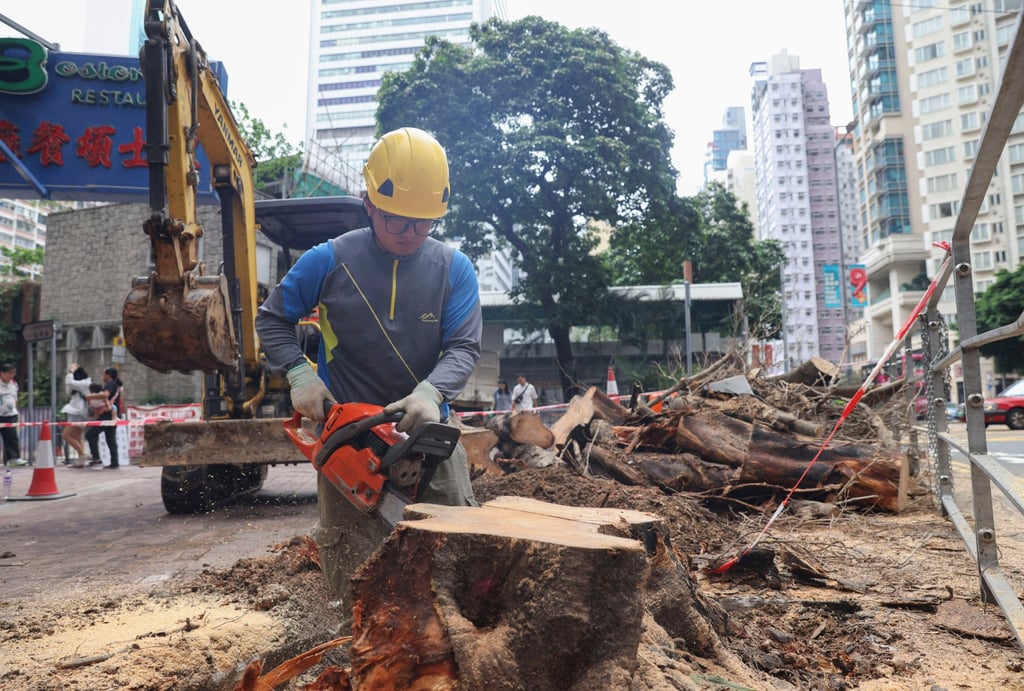 A worker removes the weeping fig tree planted by Chris Patten in Wan Chai. Photo: Yik Yeung-man A worker removes the weeping fig tree planted by Chris Patten in Wan Chai. Photo: Yik Yeung-man