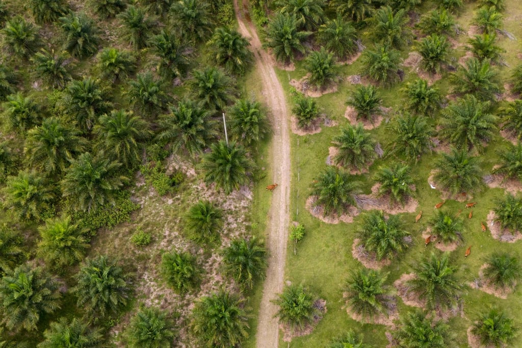 Cows graze at a palm oil plantation in Polewali Mandar, South Sulawesi. Photo: AP