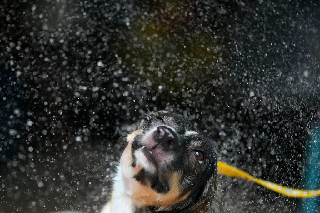 A dog named Dougie shakes off water after a bath to cool him down during a hot day in Quezon city, Philippines. Photo: AP A dog named Dougie shakes off water after a bath to cool him down during a hot day in Quezon city, Philippines. Photo: AP