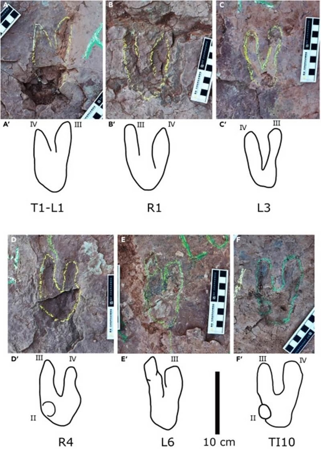 Chinese scientists discovered the two-toed dinosaur tracks in 2020 in Fujian province at what has been named the Longxiang tracksite, which dates back around 85 to 100 million years. Photo: iScience Chinese scientists discovered the two-toed dinosaur tracks in 2020 in Fujian province at what has been named the Longxiang tracksite, which dates back around 85 to 100 million years. Photo: iScience