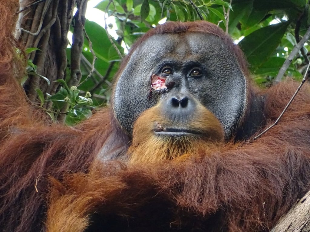 A male Sumatran orangutan named Rakus is seen with a facial wound below the right eye in the Suaq Balimbing research site, a protected rainforest area in Indonesia, in June 2022. Photo: Armas/Max Planck Institute of Animal Behaviour via Reuters A male Sumatran orangutan named Rakus is seen with a facial wound below the right eye in the Suaq Balimbing research site, a protected rainforest area in Indonesia, in June 2022. Photo: Armas/Max Planck Institute of Animal Behaviour via Reuters