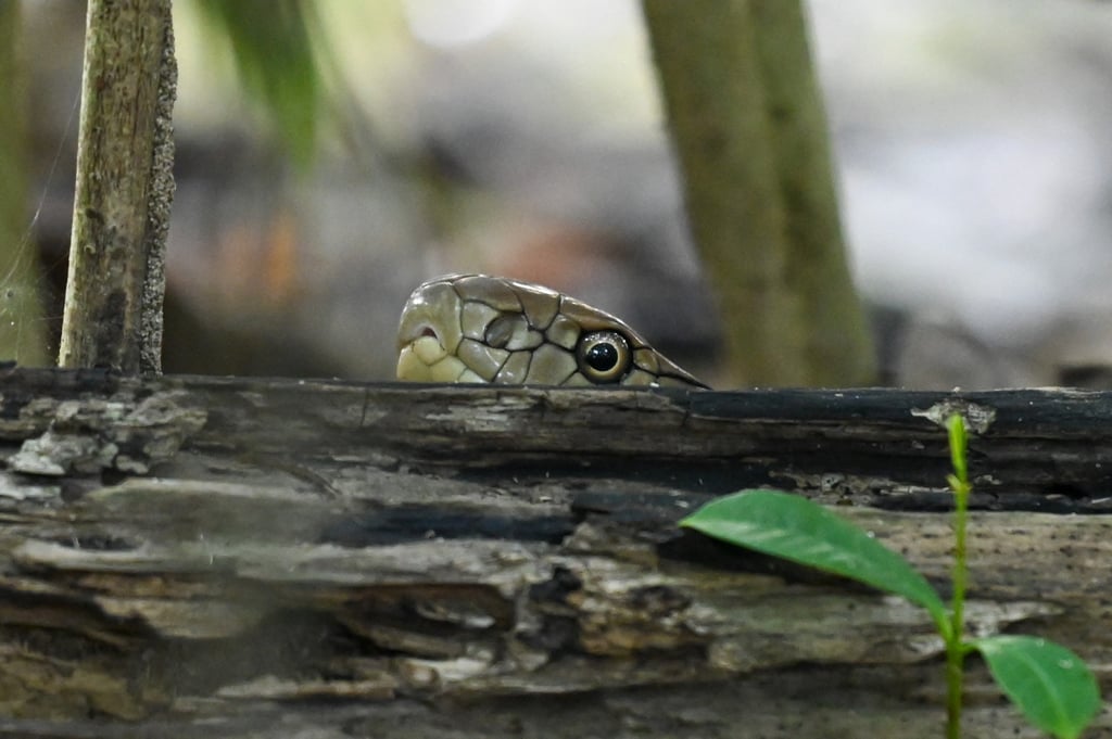 People with Snake signs in their birth chart are thought to be sentimental and reflective. Photo: AFP People with Snake signs in their birth chart are thought to be sentimental and reflective. Photo: AFP