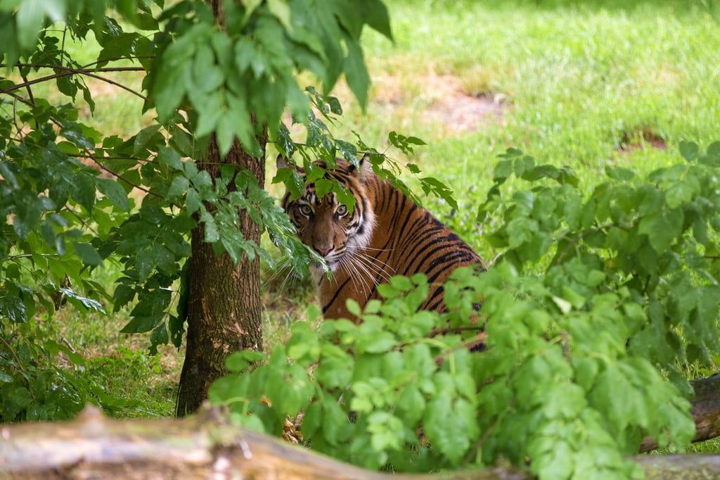 A female Sumatran tiger in Gunung Leuser National Park, Indonesia. In February, at least four farmers in Aceh were attacked by Sumatran tigers in two separate incidents. Photo: Shutterstock