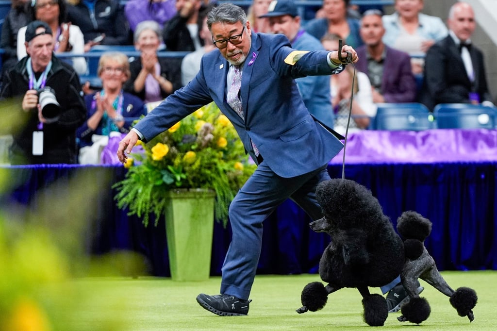Sage competes with handler Kaz Hosaka. Sage bested six other finalists to take best in show. Photo: AP Sage competes with handler Kaz Hosaka. Sage bested six other finalists to take best in show. Photo: AP